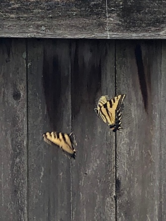 butterfly against fence mine