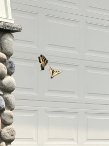 butterfly by garage mine